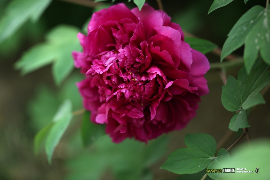 1G8A5240a.jpg