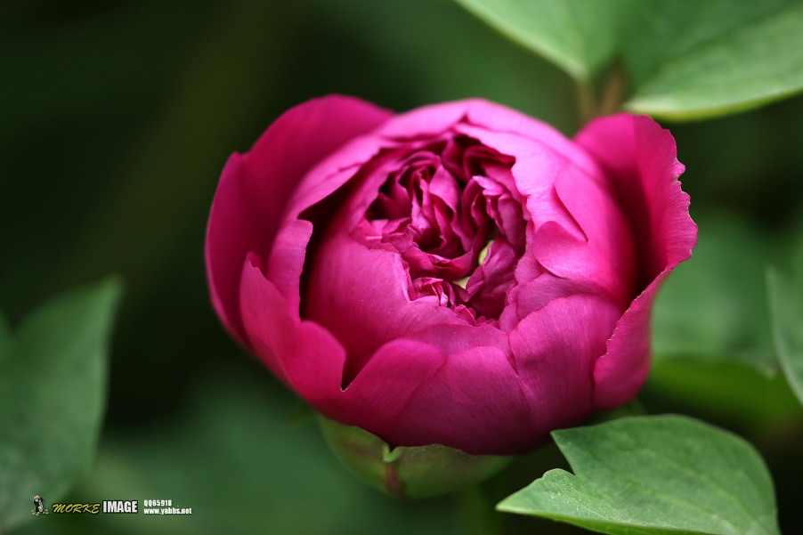 1G8A5244a.jpg