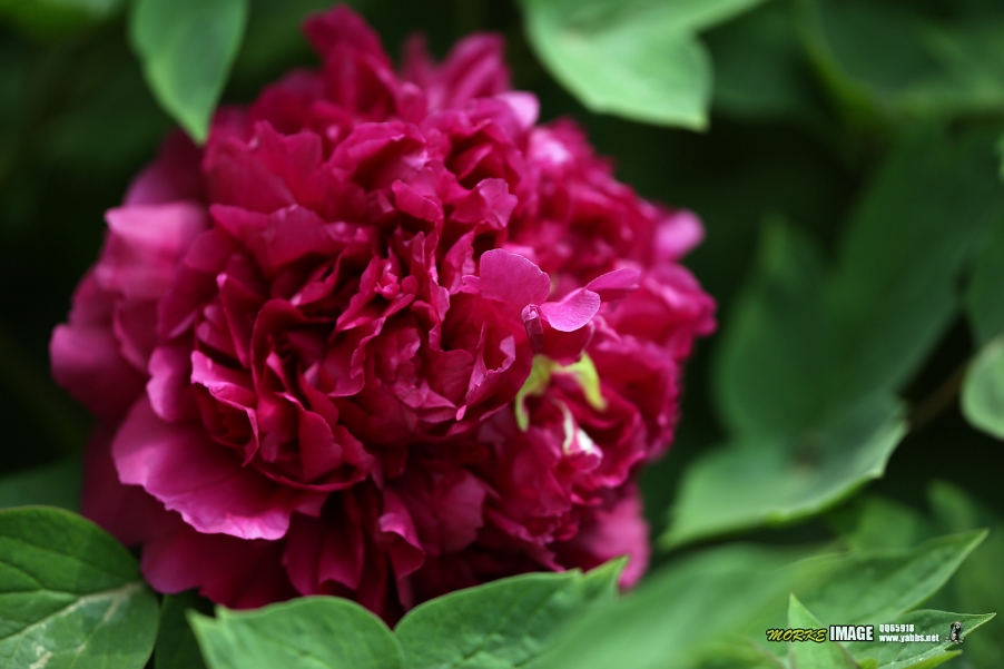 1G8A5247a.jpg