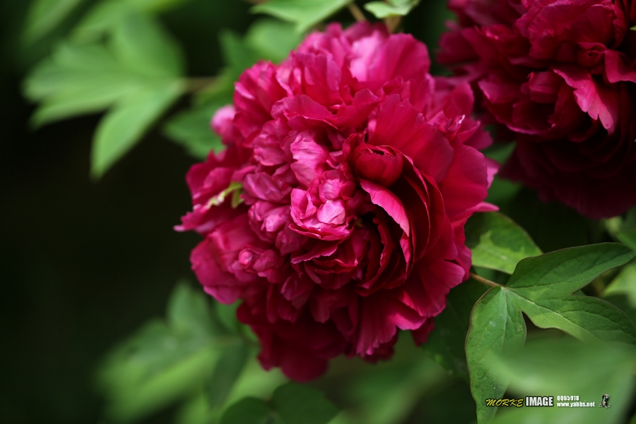 1G8A5248a.jpg