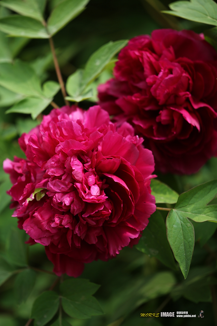 1G8A5249a.jpg