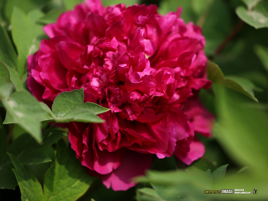1G8A5285a.jpg