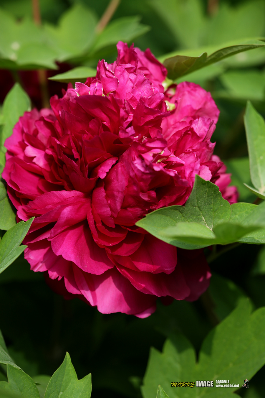 1G8A5302a.jpg