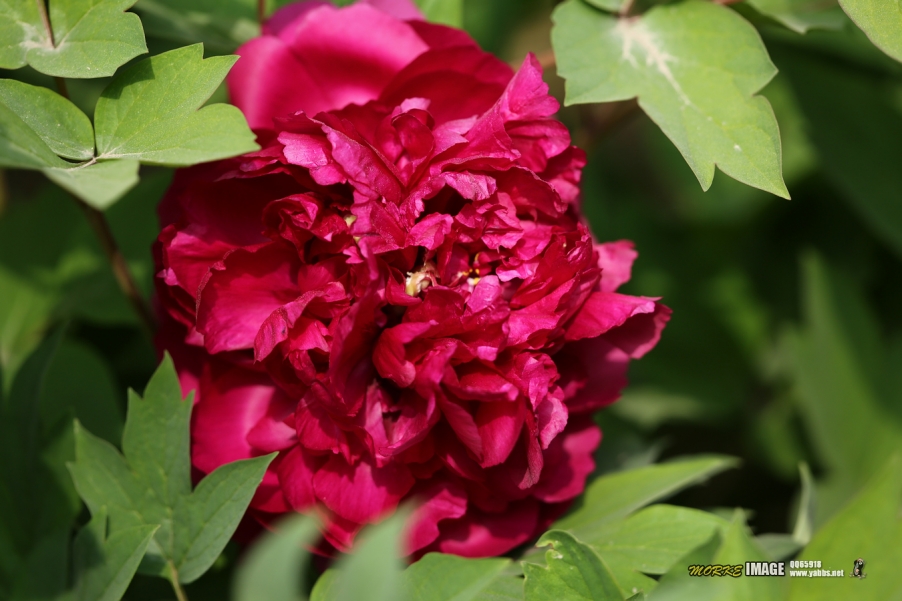 1G8A5306a.jpg