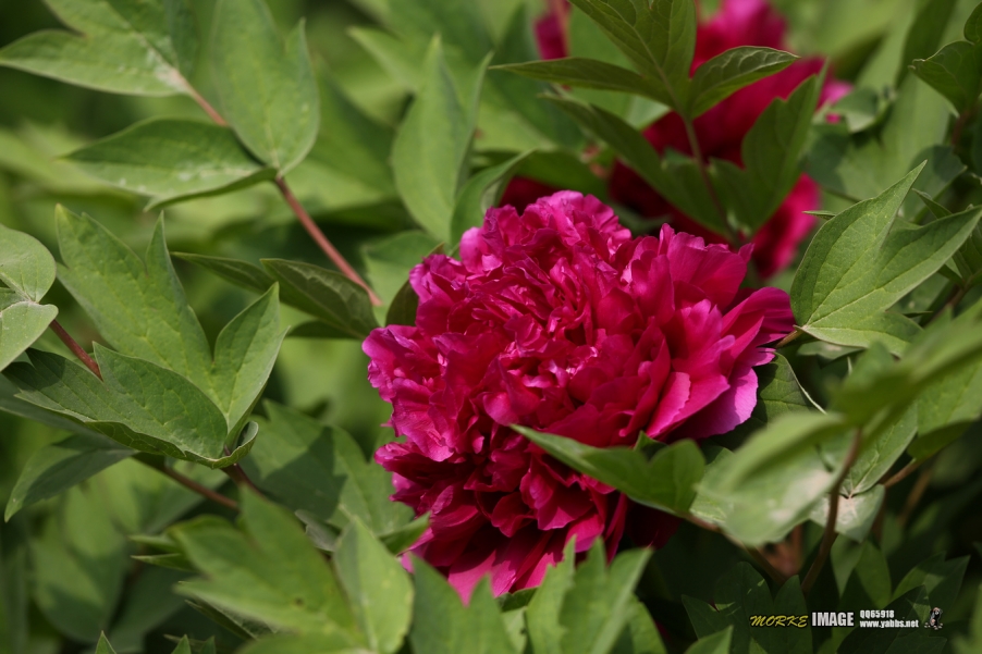1G8A5308a.jpg