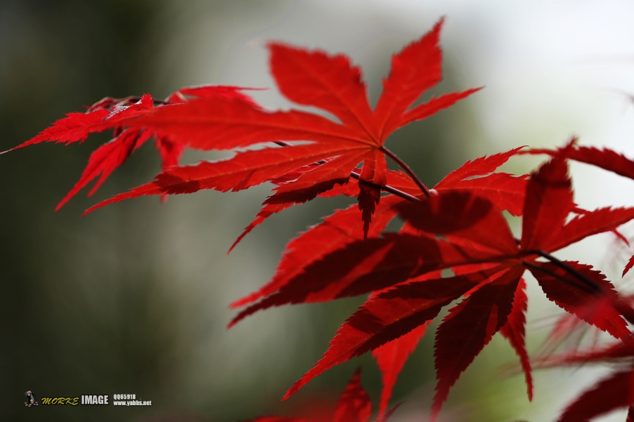 1G8A5313a.jpg