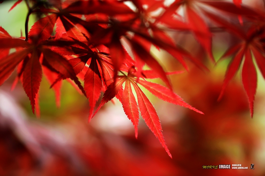 1G8A5409a.jpg