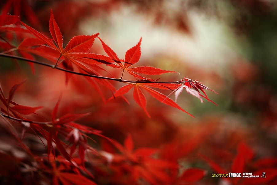 1G8A5425a.jpg
