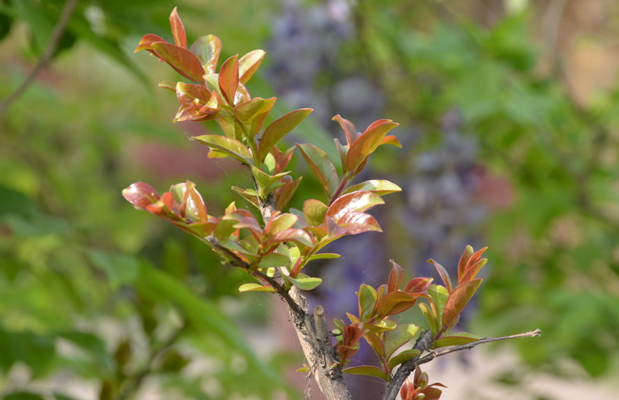 DSC_2593.JPG