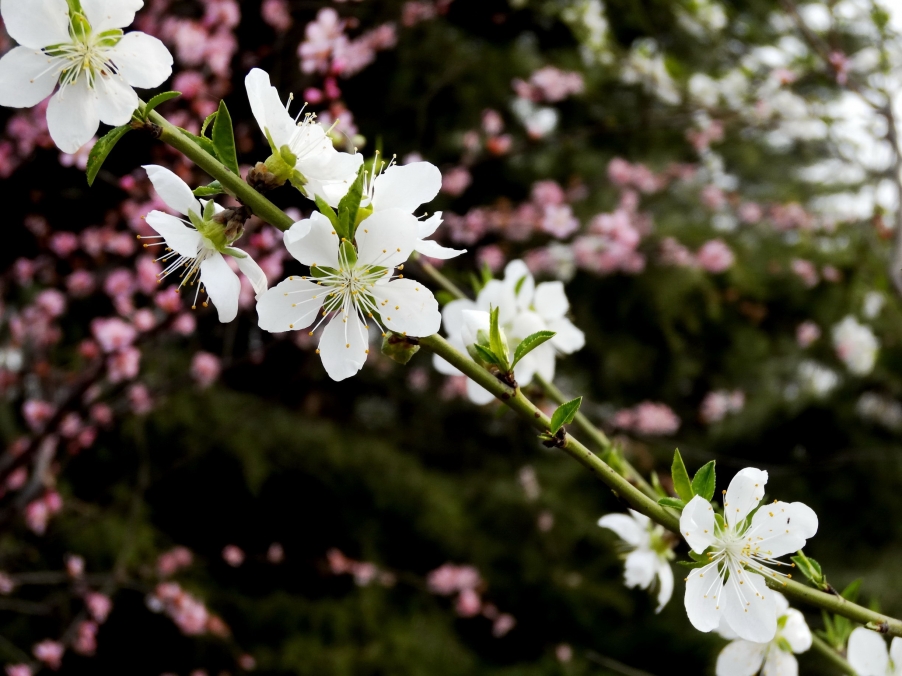 DSC00186A_调整大小.jpg