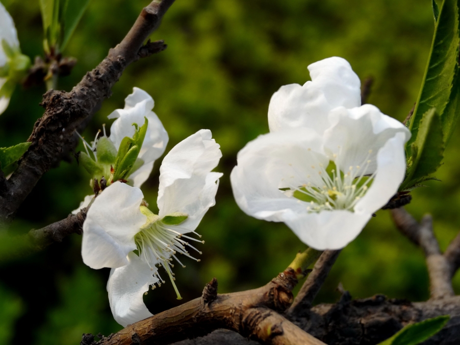 DSC00427A_调整大小.jpg
