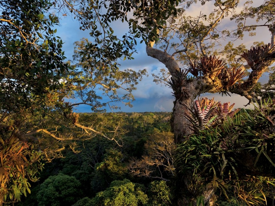 yasuni-ecuador-winter_64643_990x742.jpg