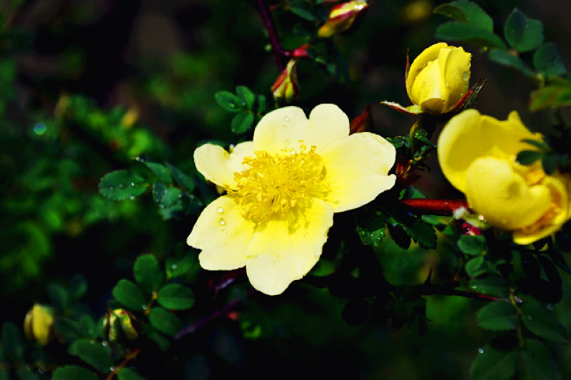 DSC_2348_副本.jpg