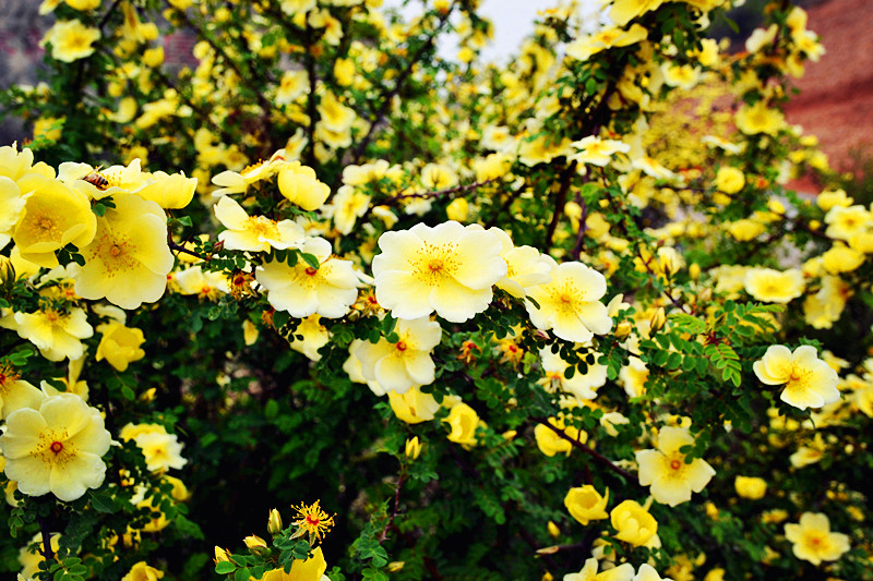 DSC_2568_副本.jpg