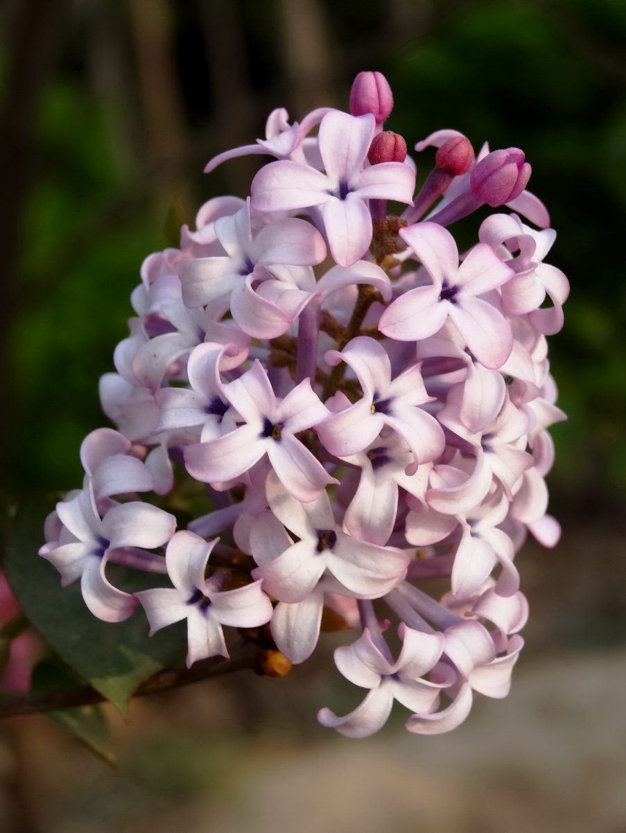DSC00378A_调整大小.jpg