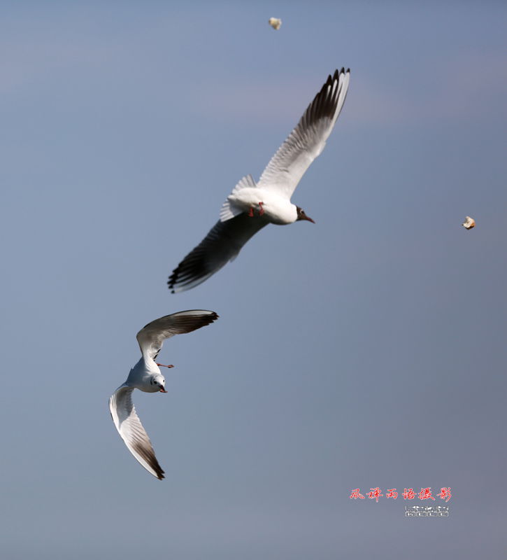 鸥之歌-背道而驰.jpg