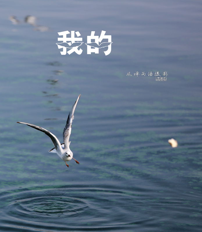 鸥之歌-我的.jpg