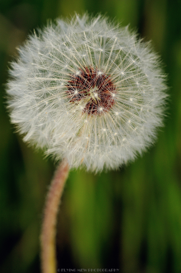 DSC_6047.jpg