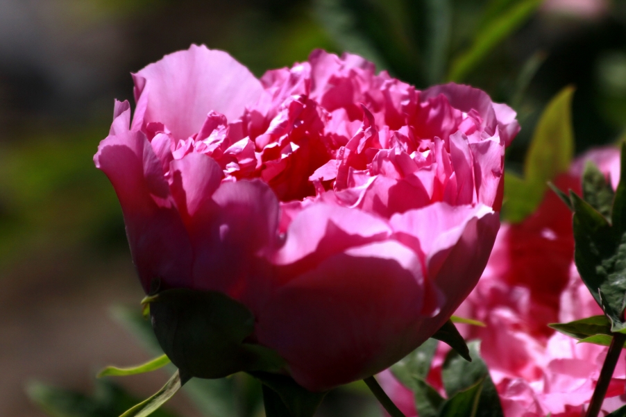 _MG_9015A.jpg