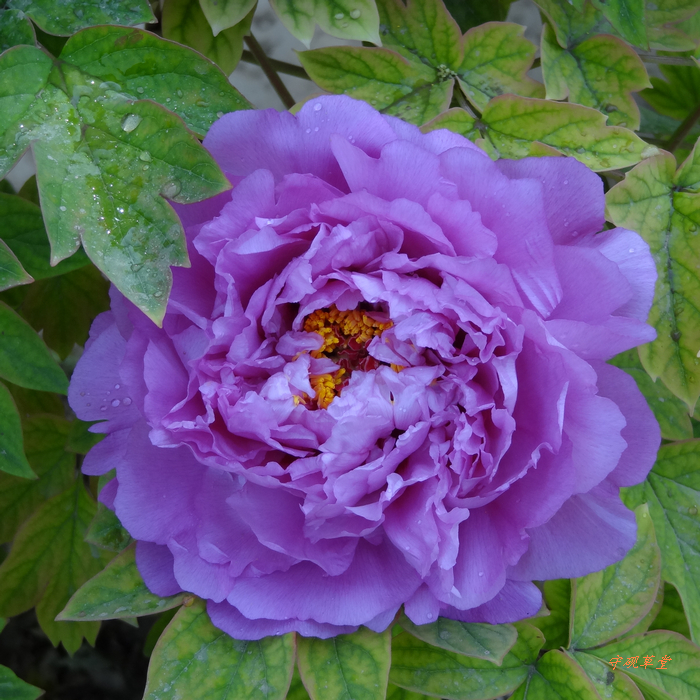 DSC07100.jpg