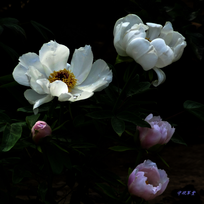 DSC07069.jpg