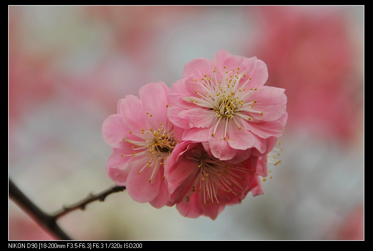 三花争艳.jpg