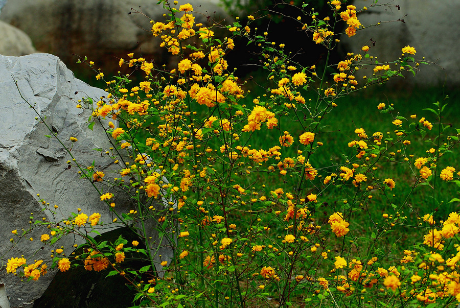 _MG_8366.jpg