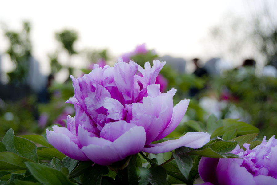 DSC_4135.jpg