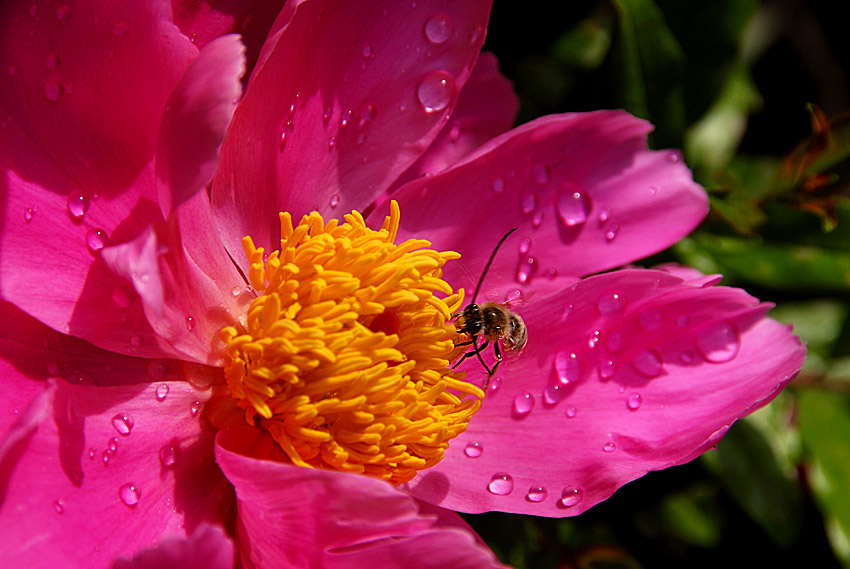 芍药花 (14).jpg