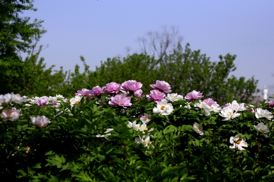 _MG_9460AA_调整大小.jpg