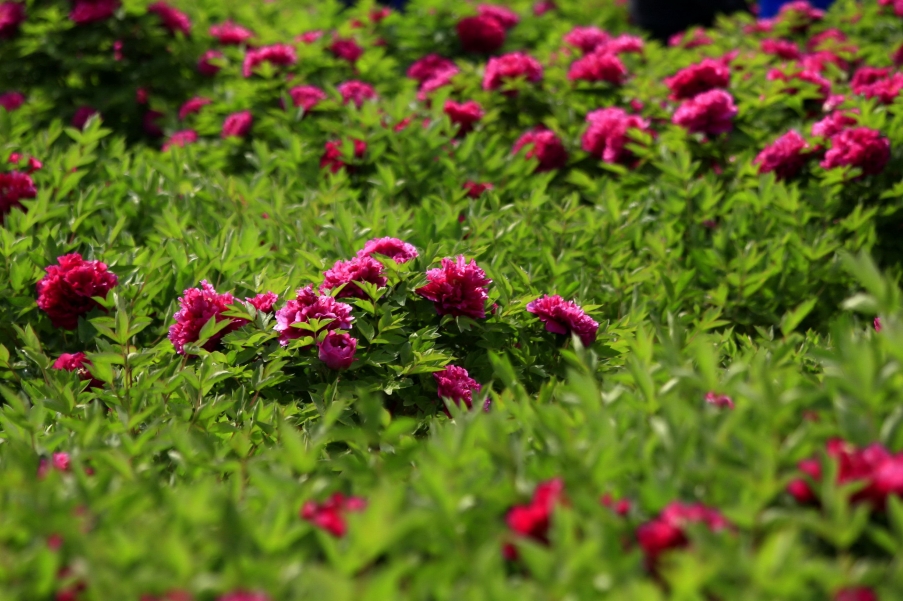 _MG_9519QA_调整大小.jpg