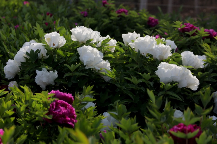 IMG_9171A_调整大小.jpg