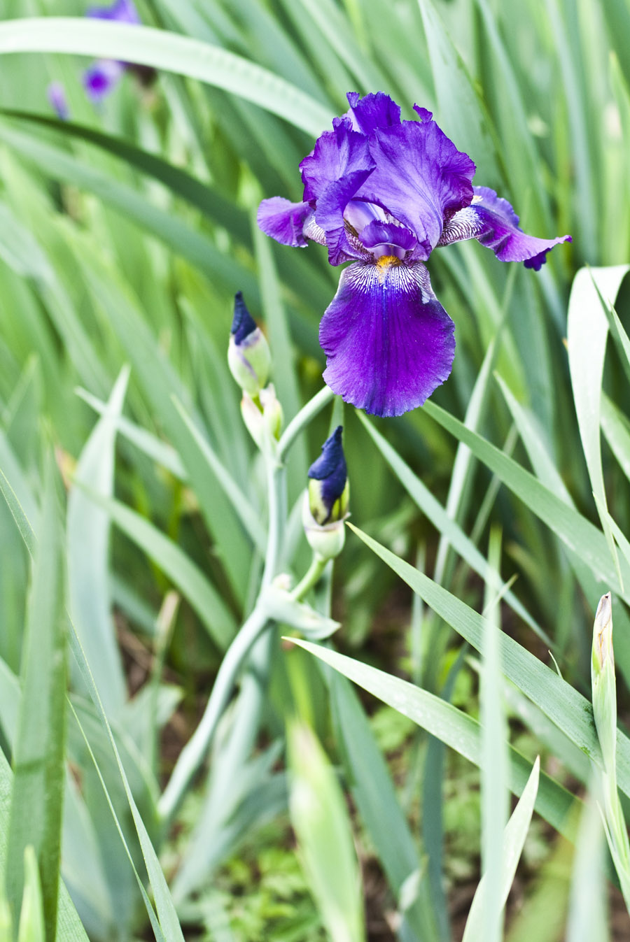 DSC_6318.JPG