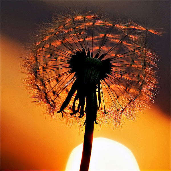 079d8b8cfdb0e348.jpg