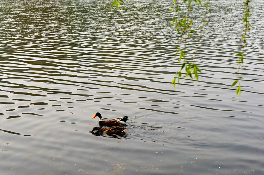 DSC_3067.JPG