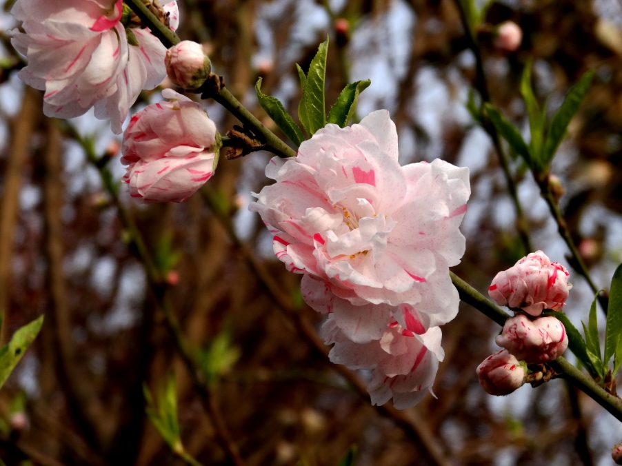 DSC00289A_调整大小.jpg