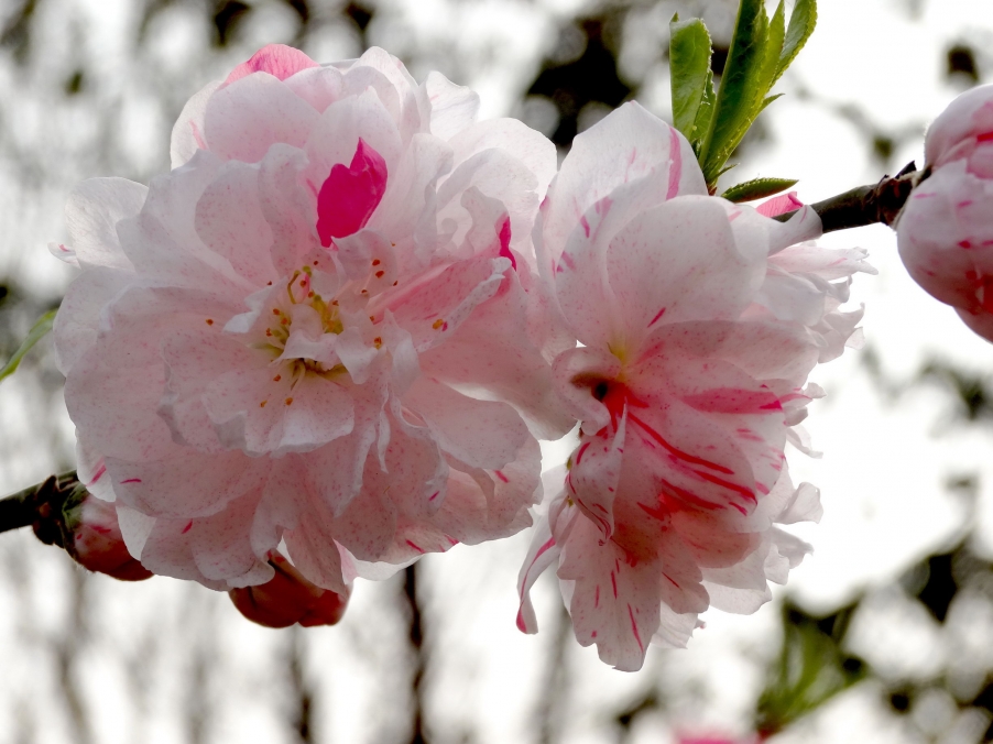 DSC00295A_调整大小.jpg