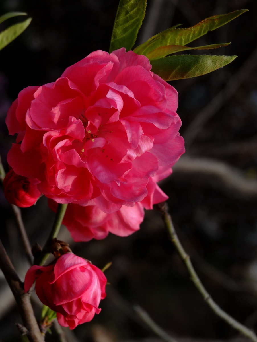 DSC00298A_调整大小.jpg
