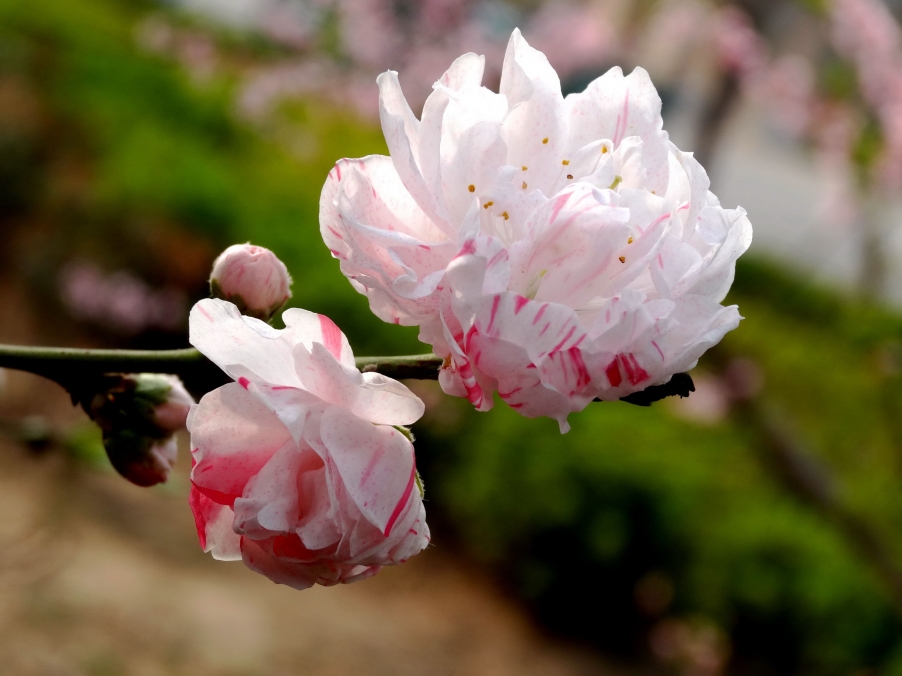 DSC00300A_调整大小.jpg