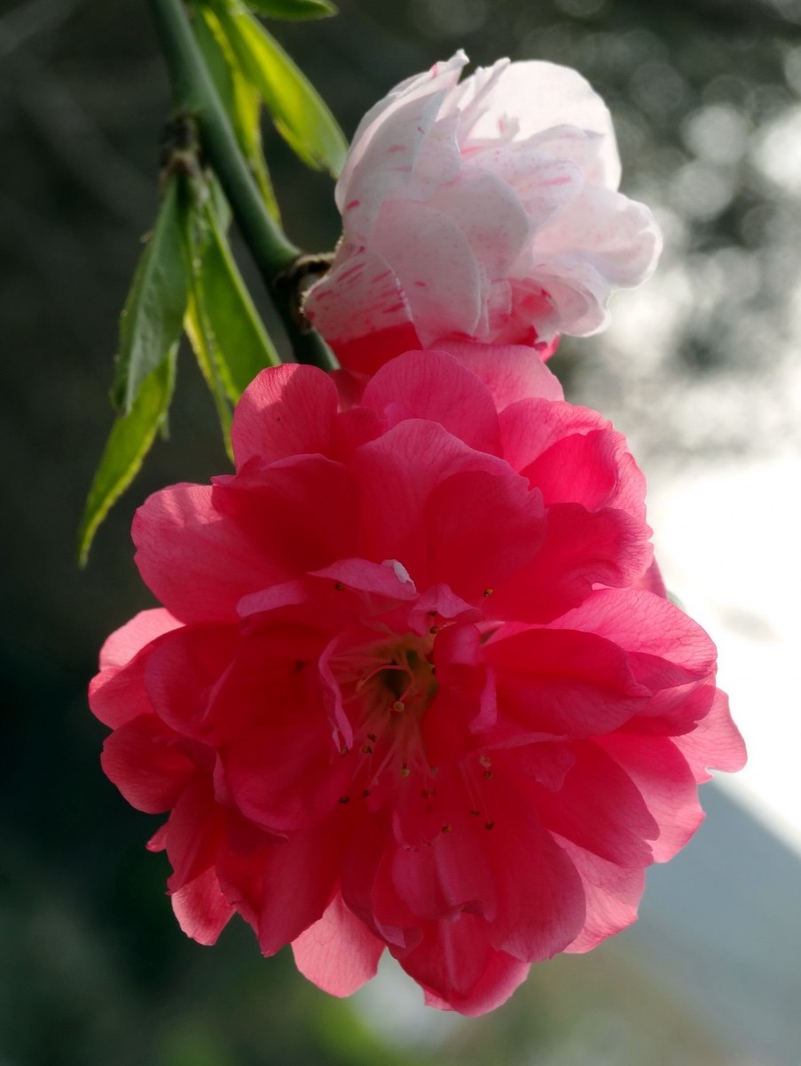 DSC00306A_调整大小.jpg