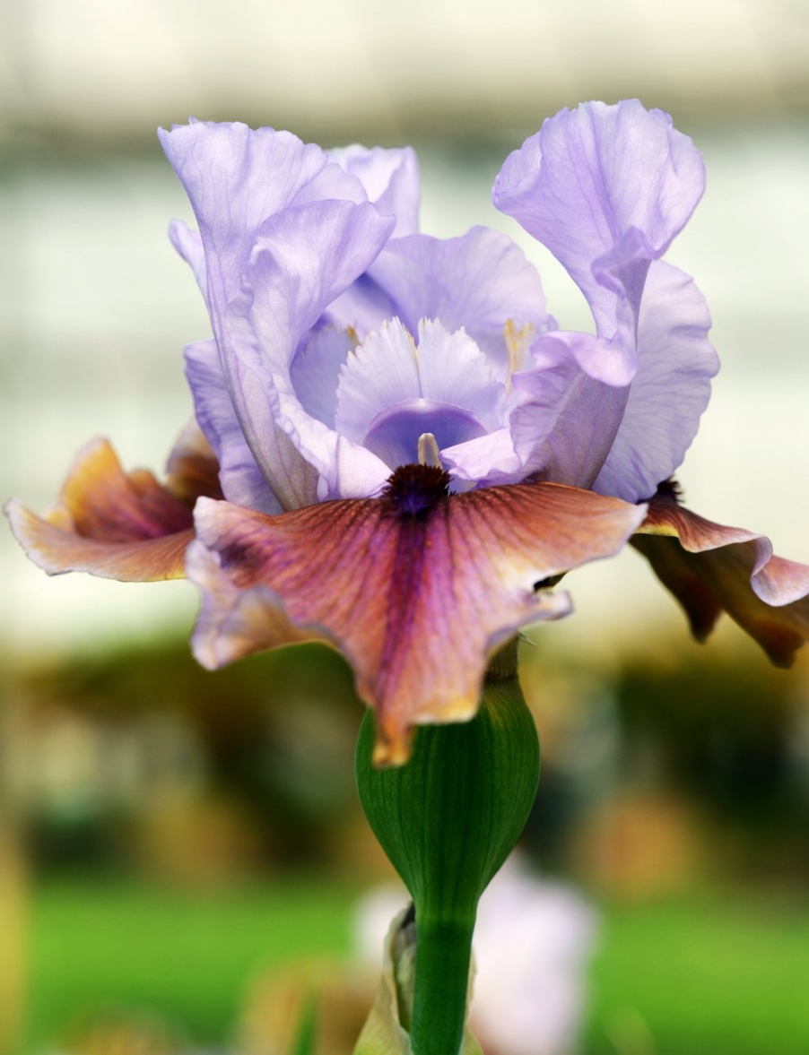 DSC_9479传花1.jpg