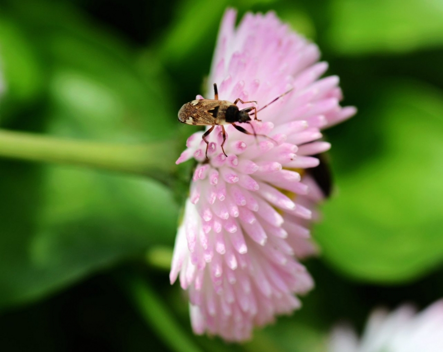 DSC_9516传虫1.jpg