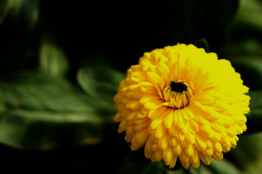 DSC_9526传黄花.jpg