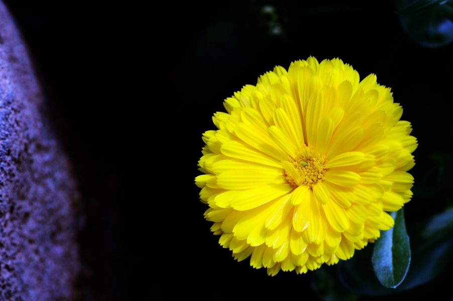 DSC_9530.jpg