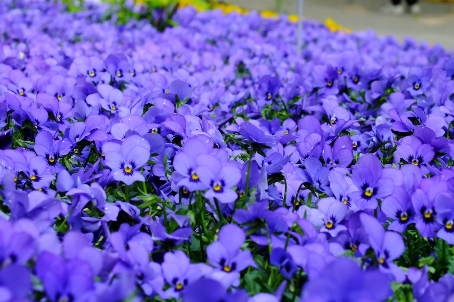DSCF5306.JPG