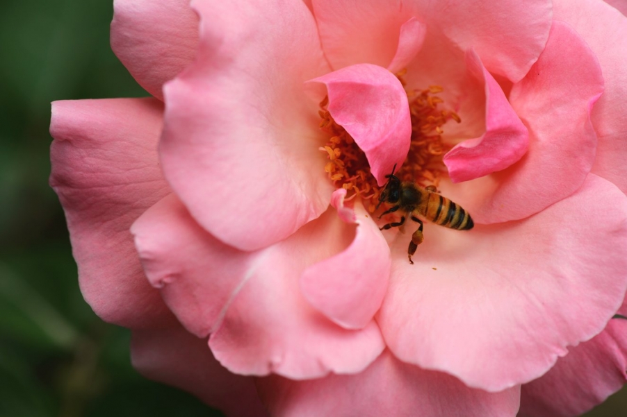 DSC_0388蜜蜂9.jpg