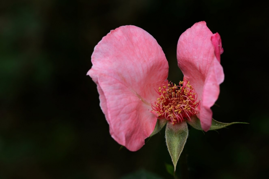 DSC_0310五月花4.jpg