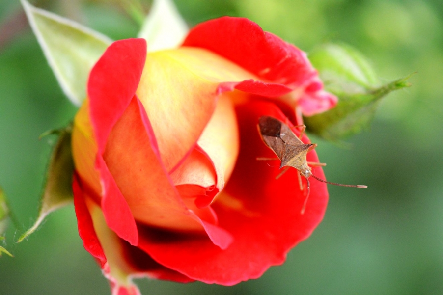 DSC_0386五月花7.jpg
