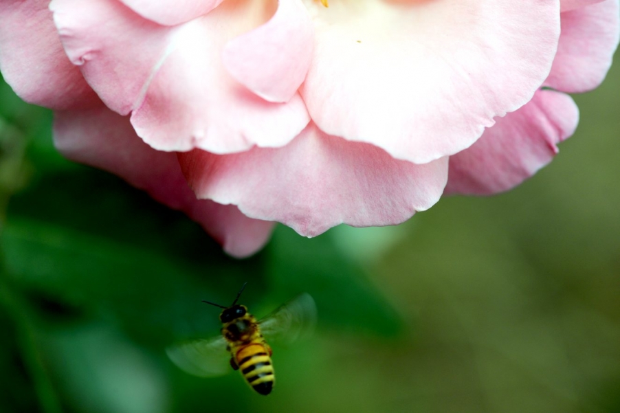 DSC_0393蜜蜂10.jpg