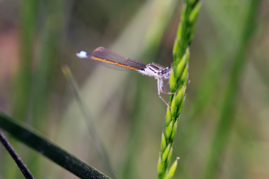 DSC_0595蜻蜓4.jpg